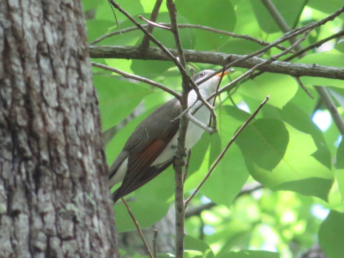 Yellow-billed Cuckoo - ML573270231