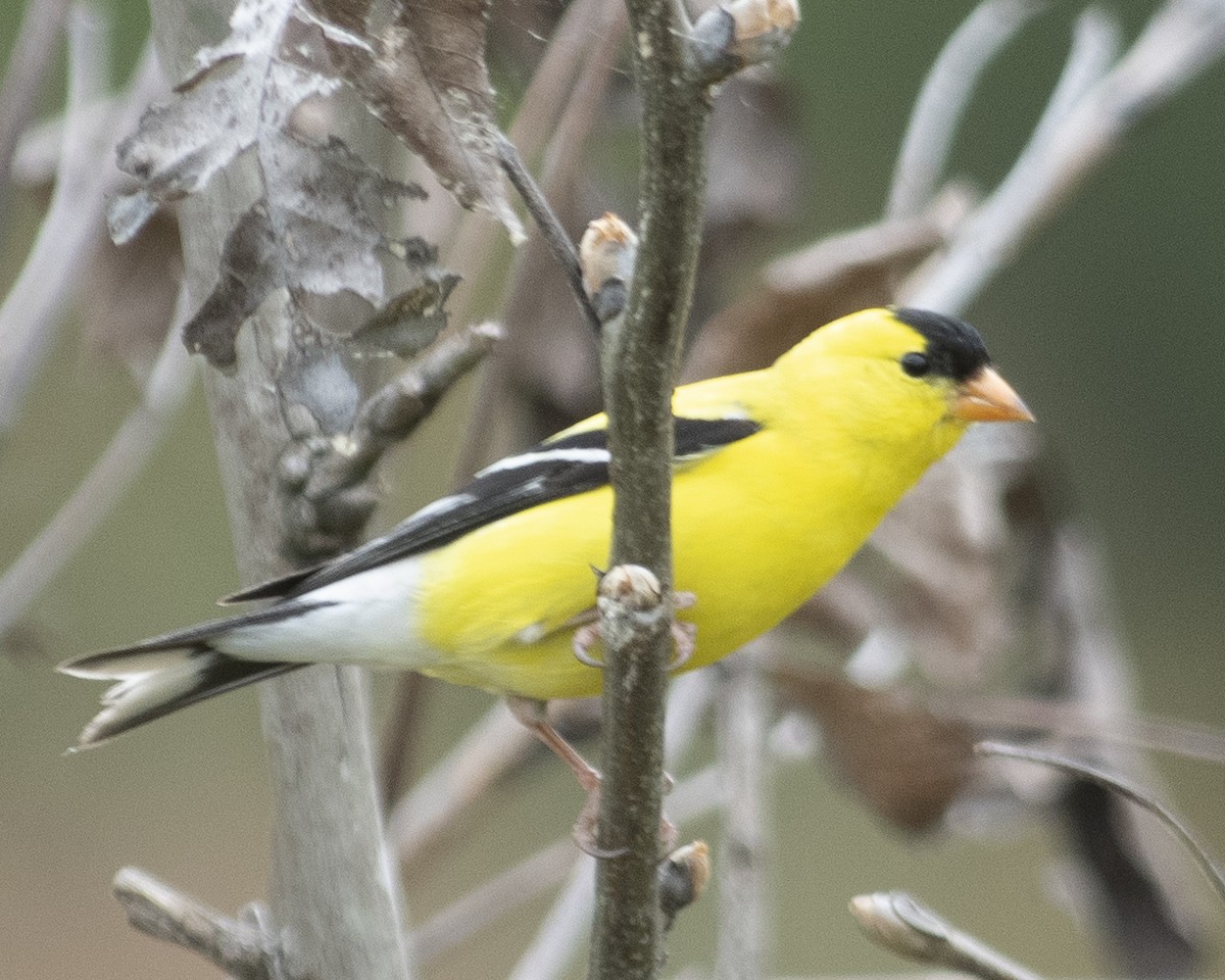 Chardonneret jaune - ML573270331