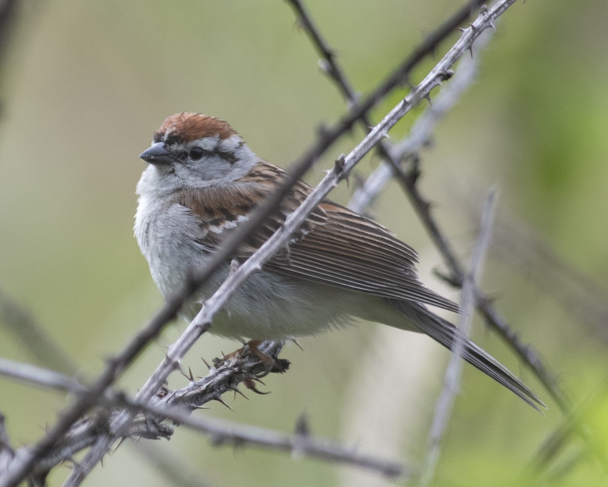 Chipping Sparrow - ML573270361