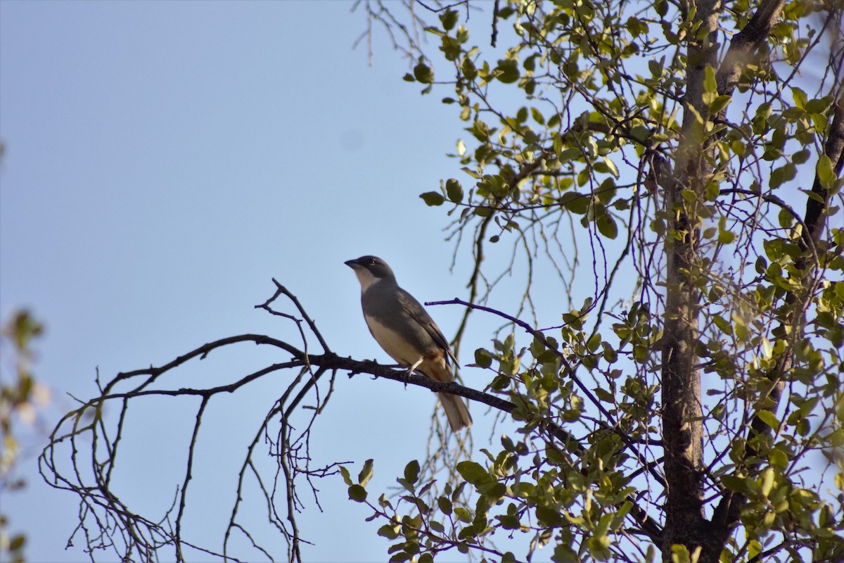 Diuca Finch - ML573270451