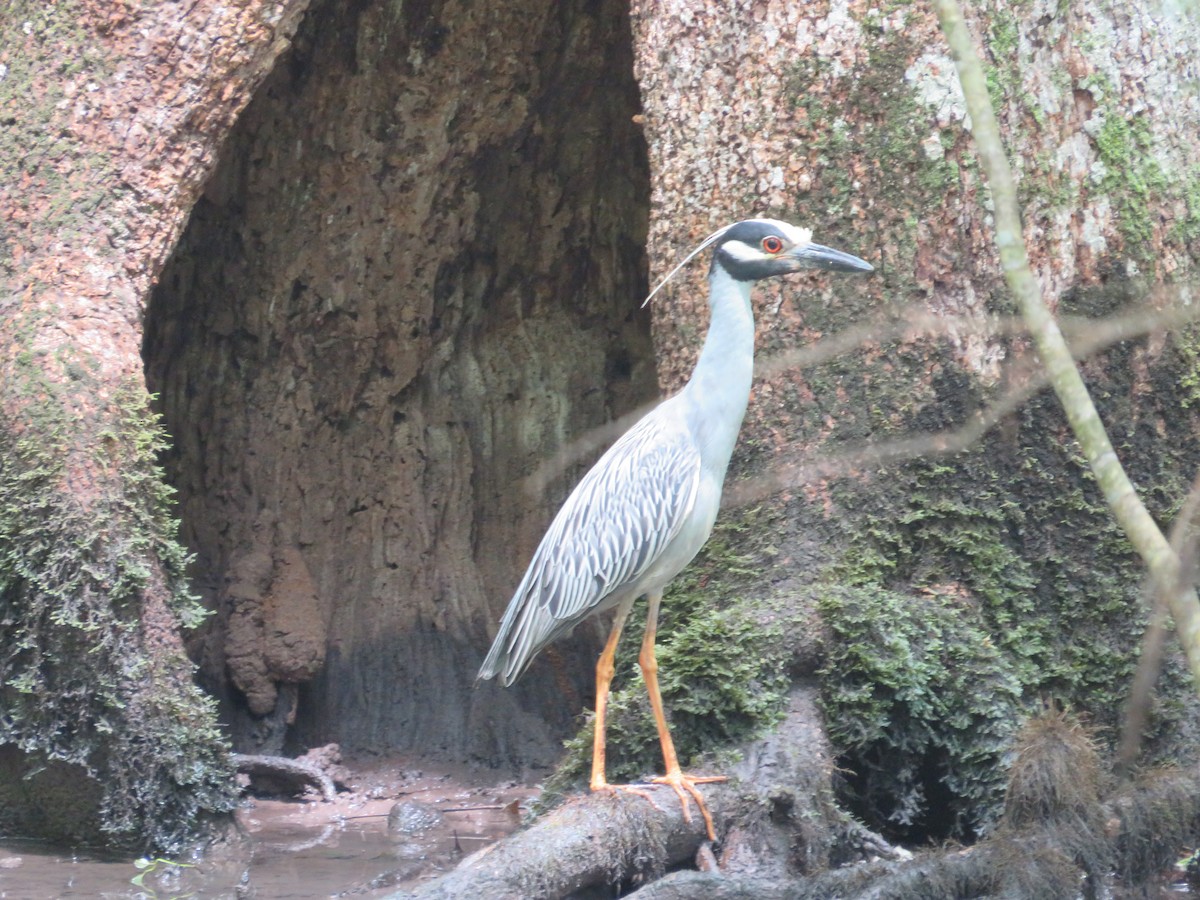 Yellow-crowned Night Heron - ML573270581