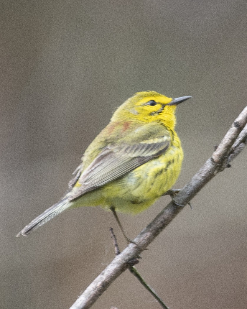 Prairie Warbler - ML573270961