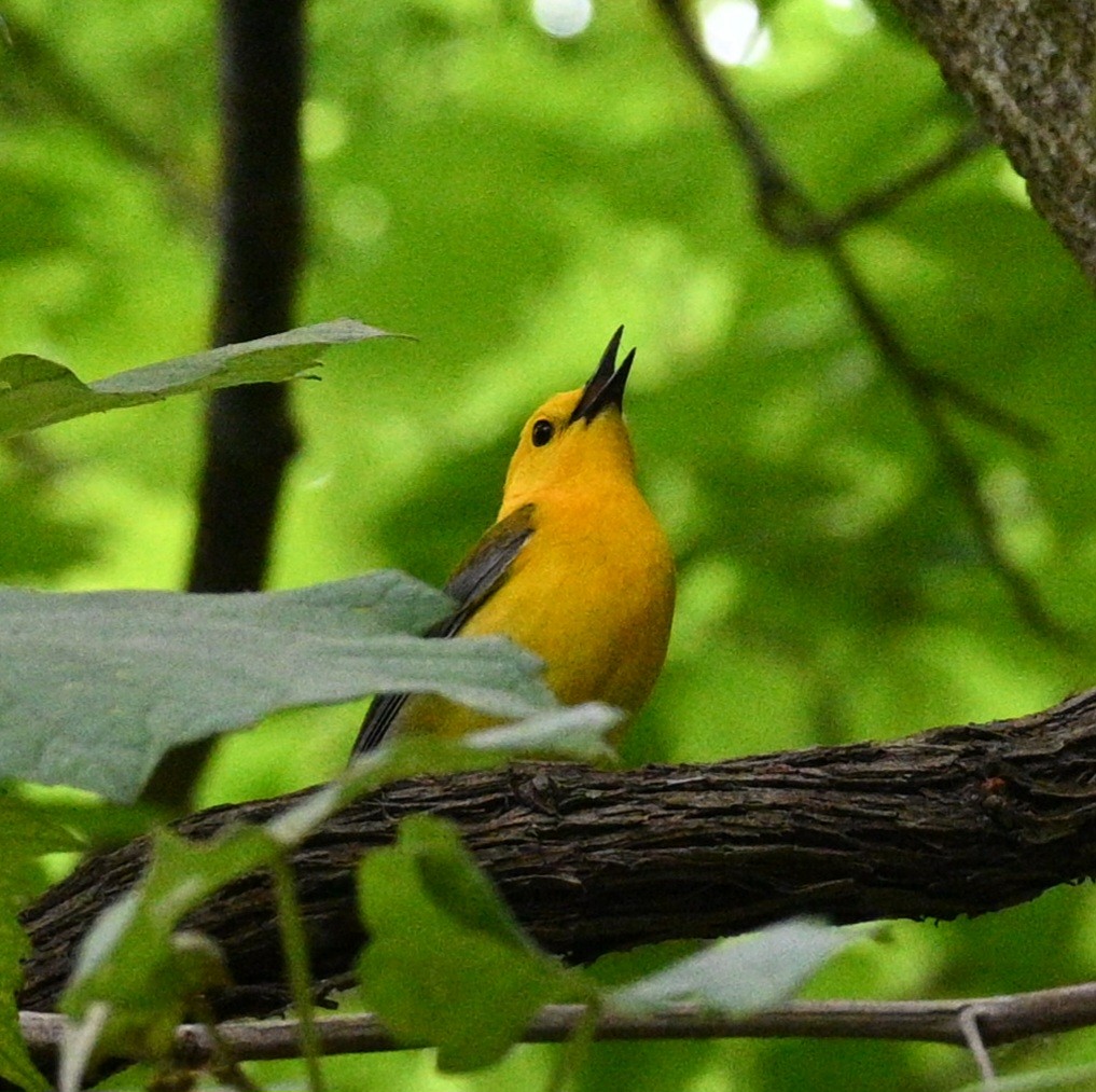 Prothonotary Warbler - ML573271221