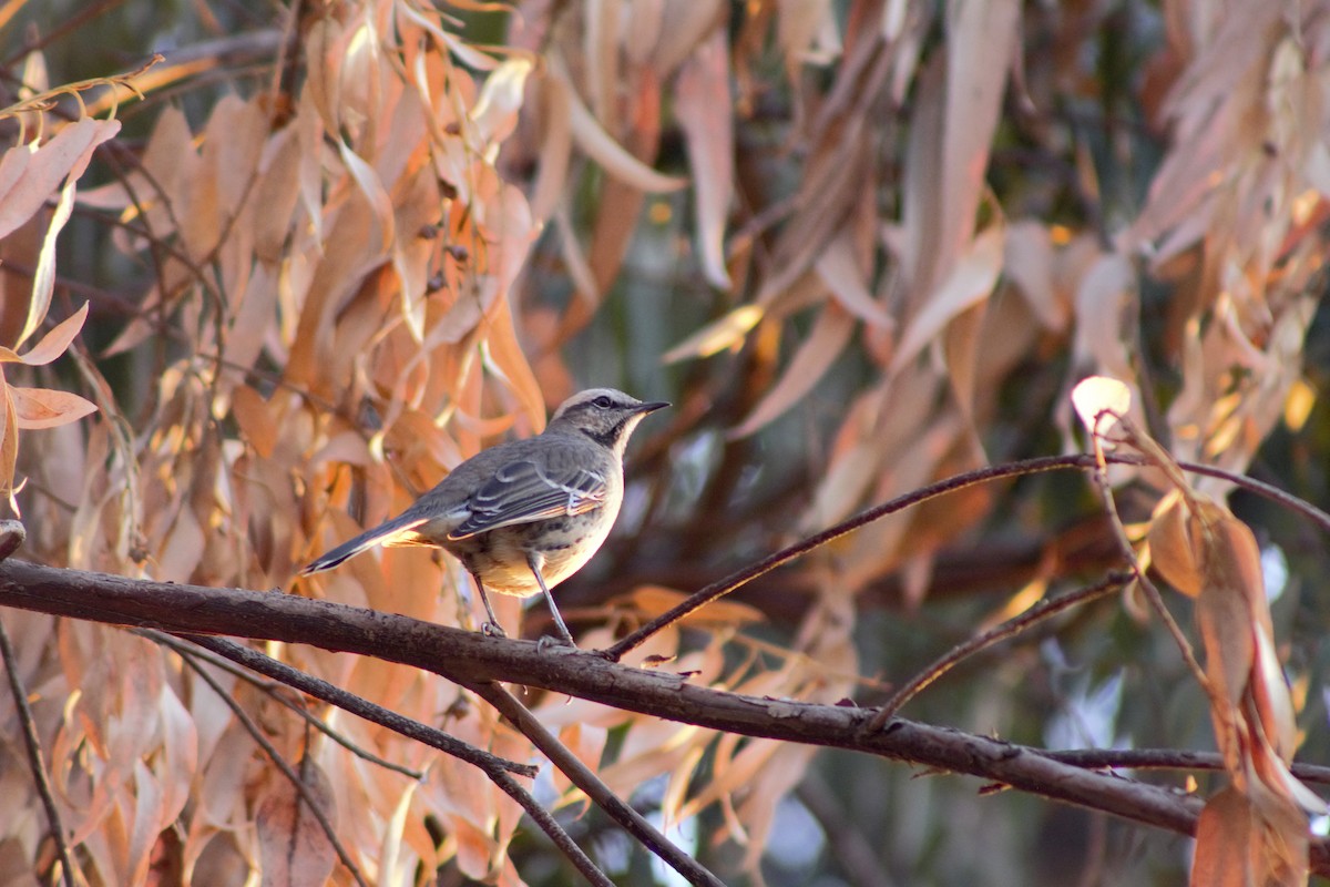 Chilean Mockingbird - ML573271521