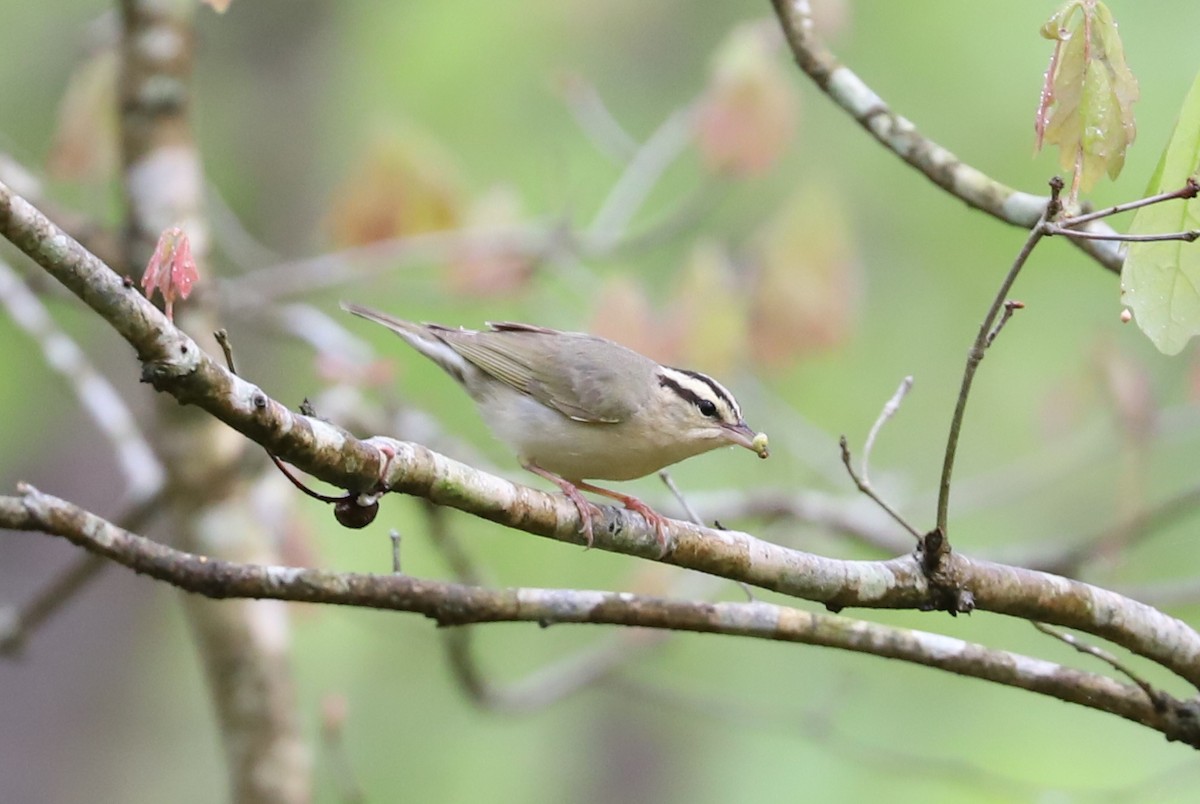 Worm-eating Warbler - ML573272091