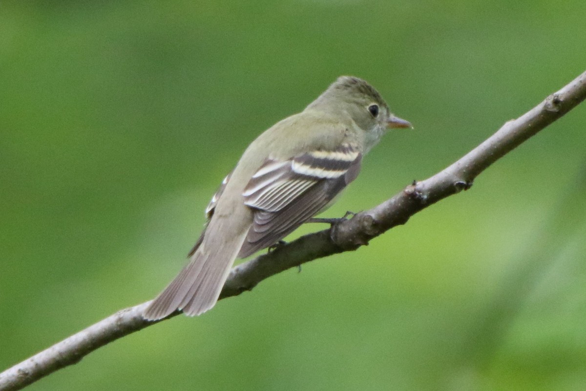 Acadian Flycatcher - ML573275291