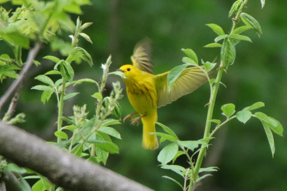 Yellow Warbler - ML573275501