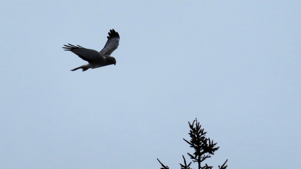 Northern Harrier - Barry Day