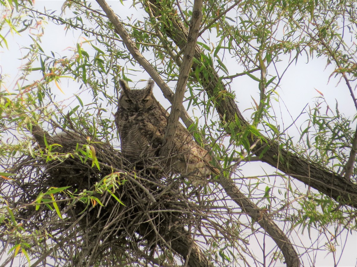 Great Horned Owl - Rick Saxton