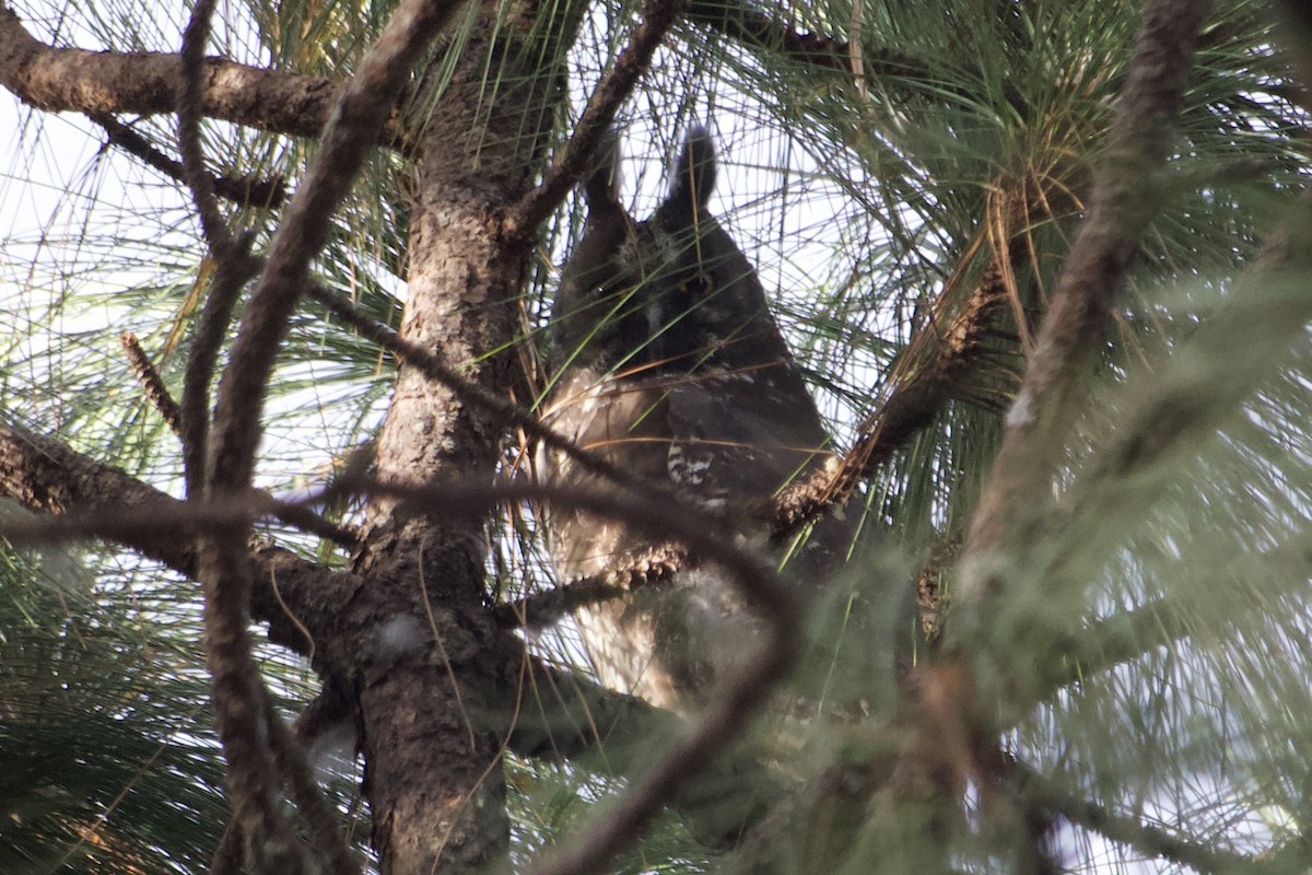 Stygian Owl - ML573276421