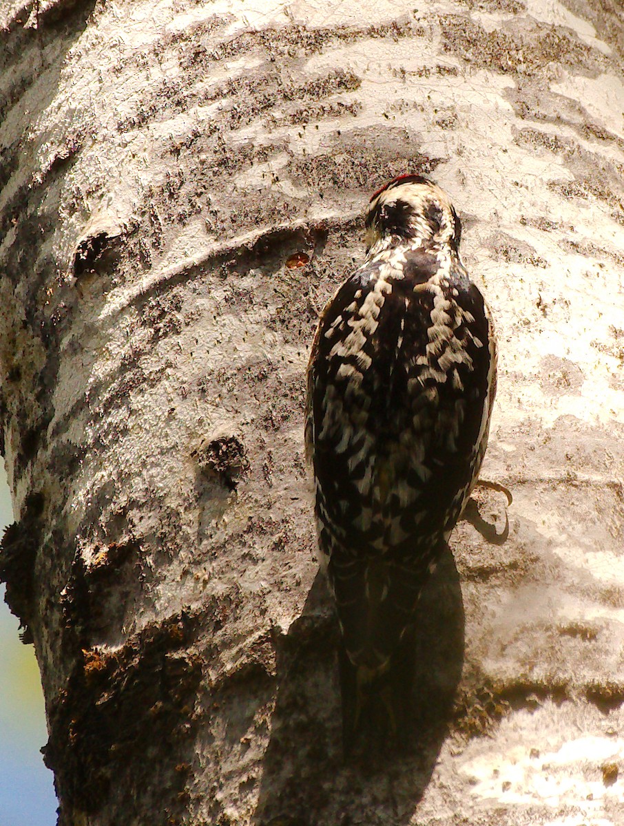 Yellow-bellied Sapsucker - ML573277931