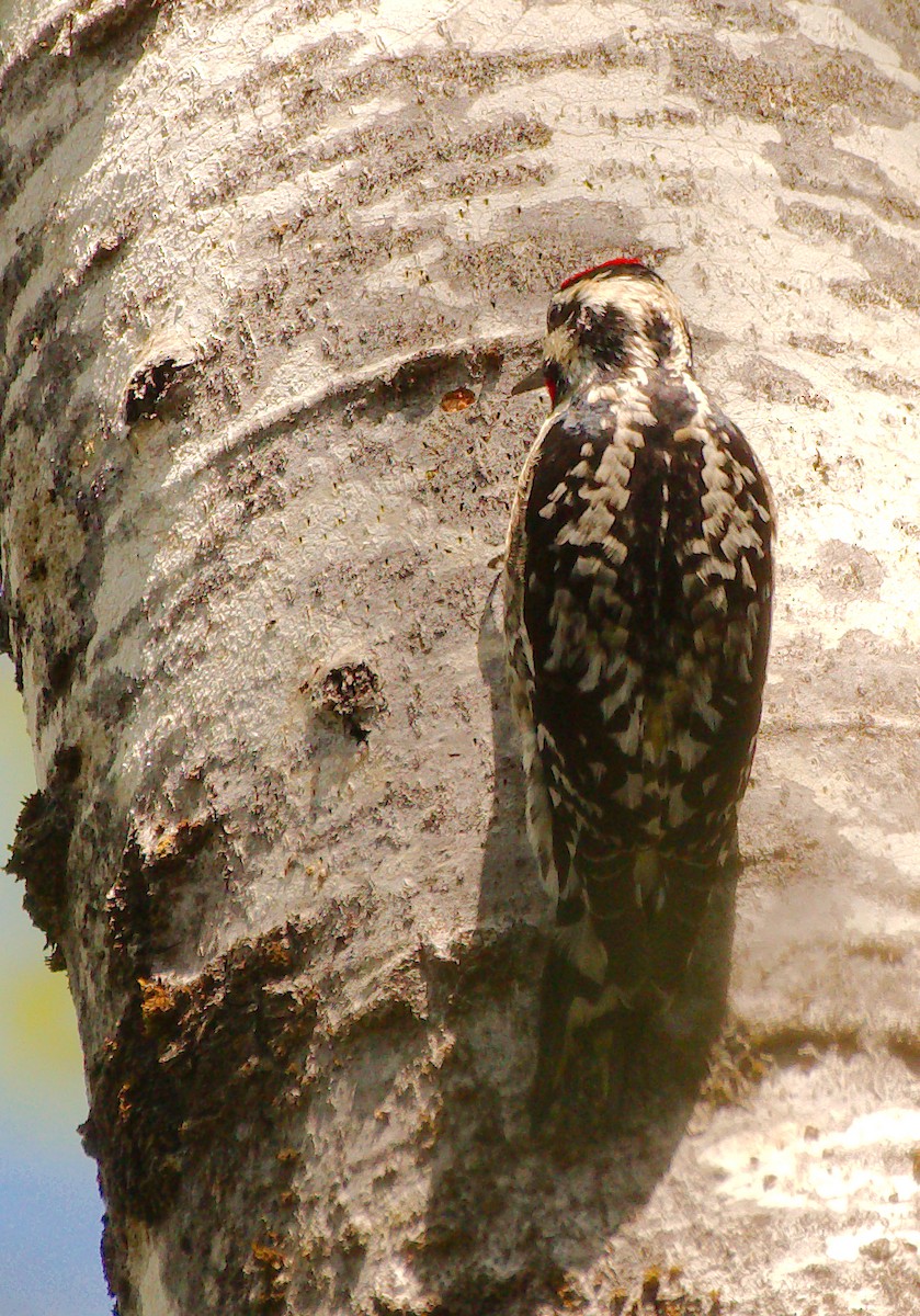 Yellow-bellied Sapsucker - ML573277941