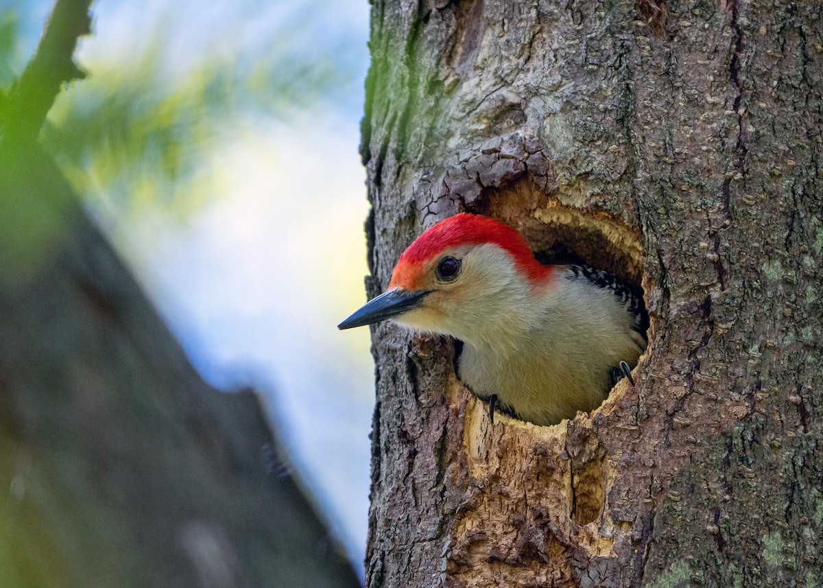 Red-bellied Woodpecker - Dori Eldridge