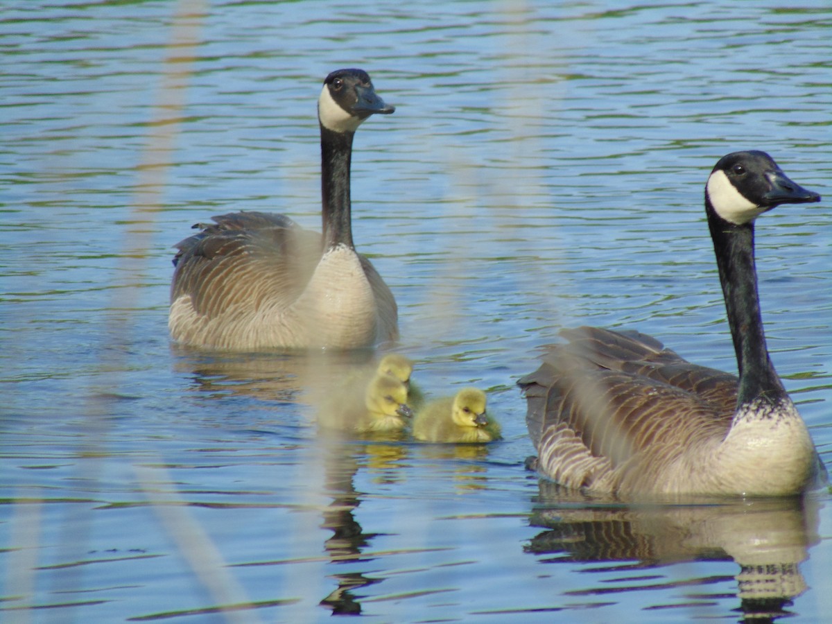 Canada Goose - ML57327861