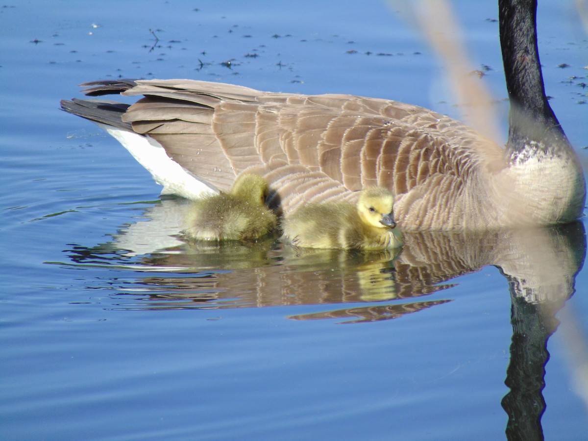 Canada Goose - Anonymous