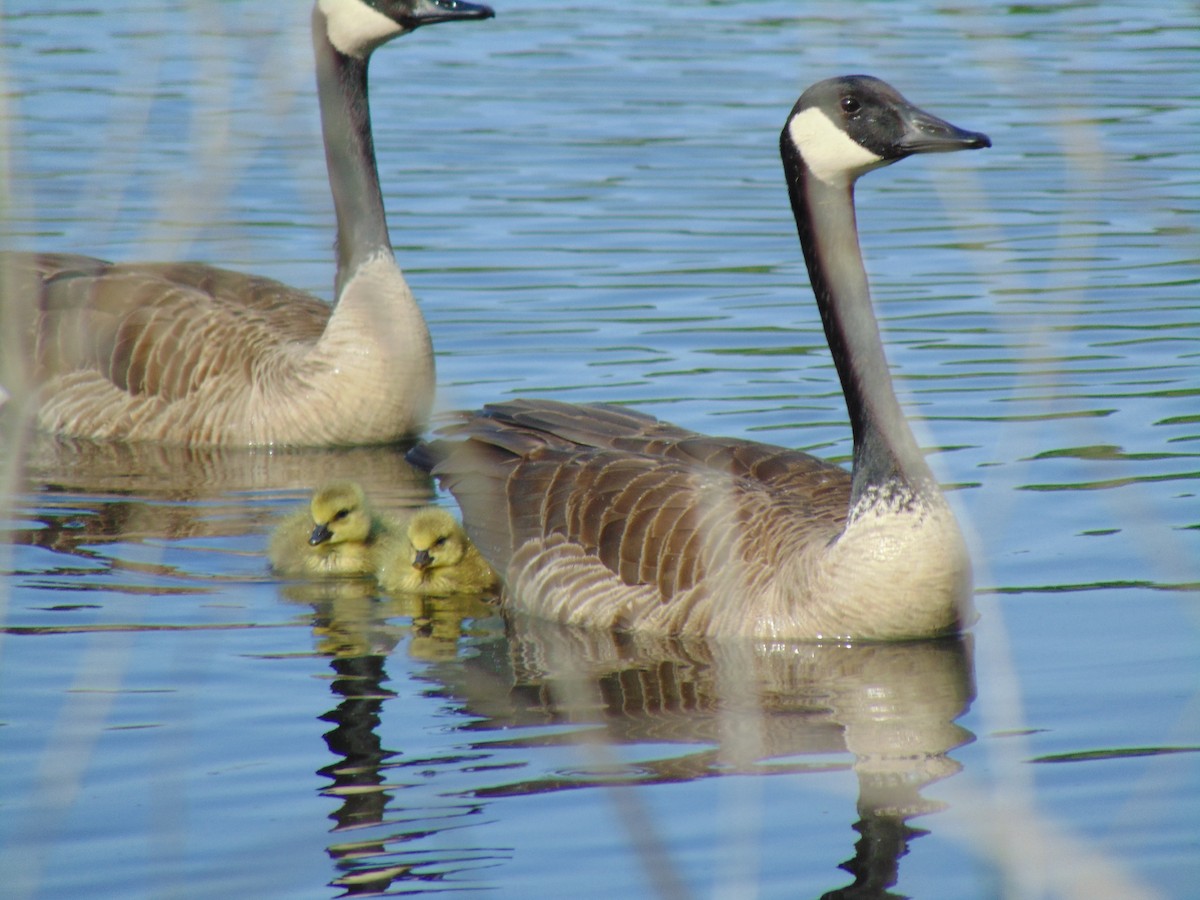 Canada Goose - ML57327941