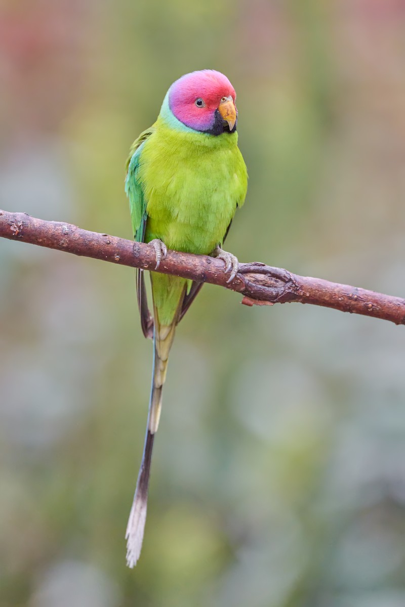 Plum-headed Parakeet - ML573279481