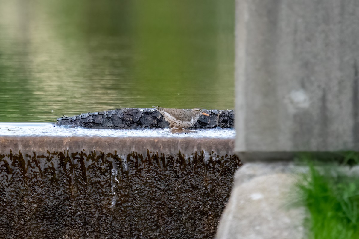 Spotted Sandpiper - ML573279561