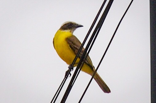 Social Flycatcher - ML573279651