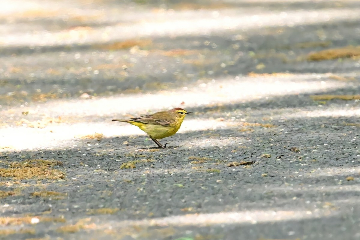 Palm Warbler - ML573279741