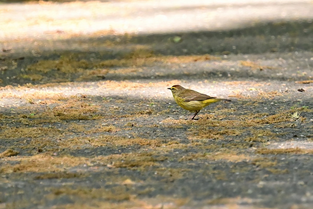 Palm Warbler - ML573279751