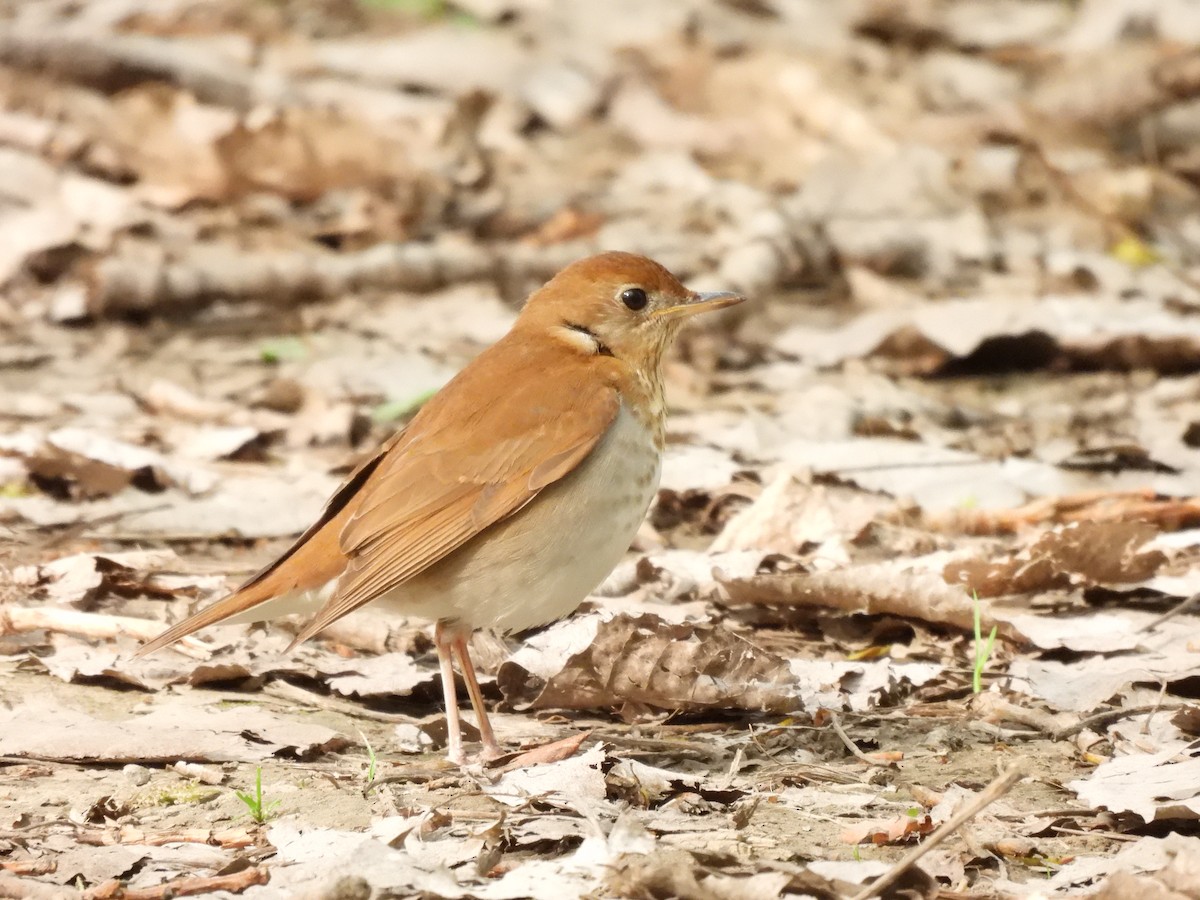 Veery - Sean Leonard