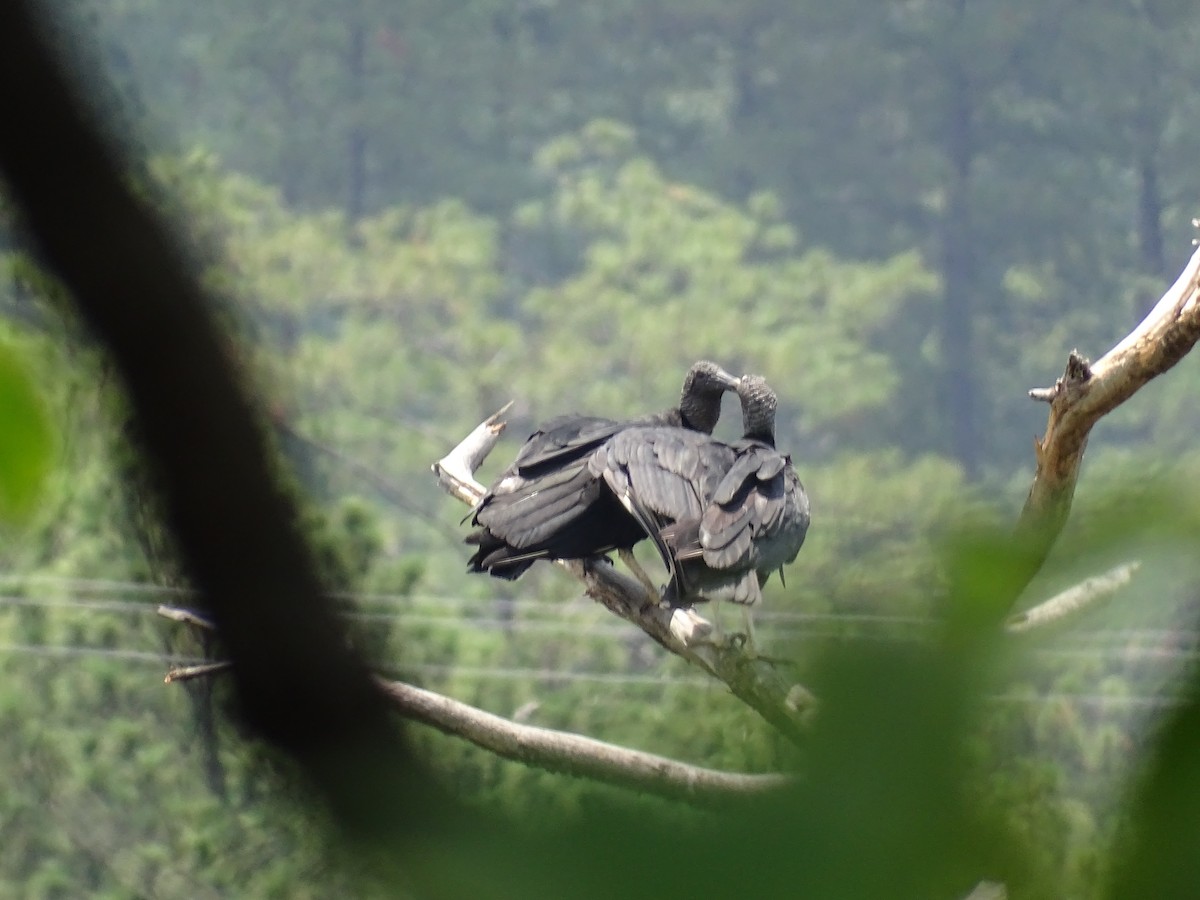 Black Vulture - Bany Alvarenga