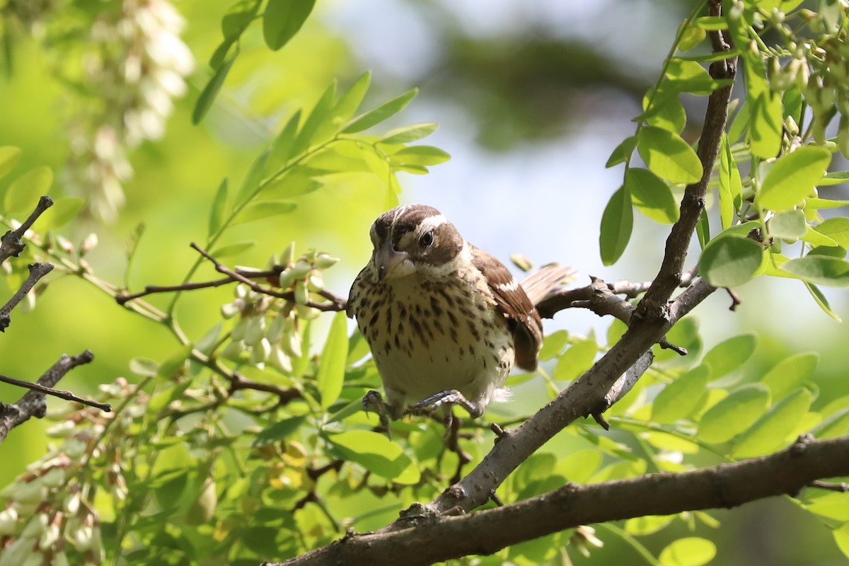 Rose-breasted Grosbeak - Jordan Parham