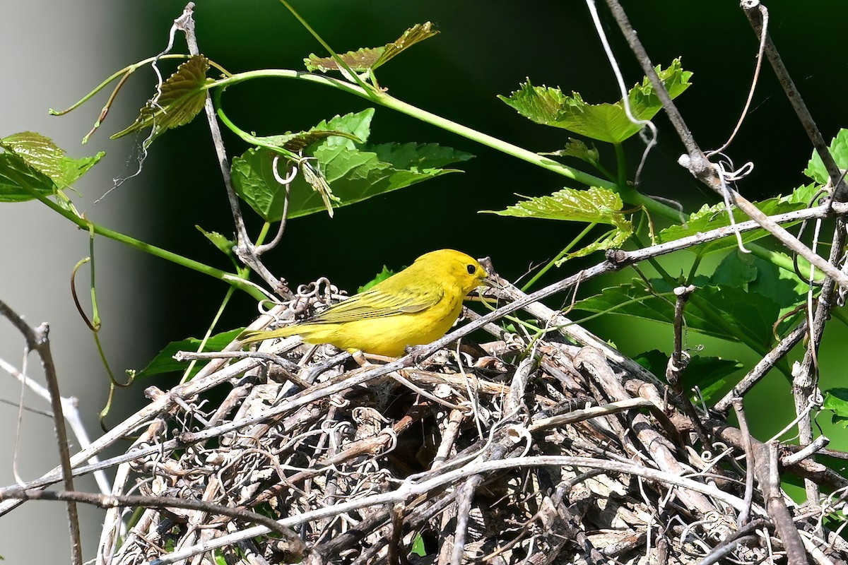 Yellow Warbler - ML573281061