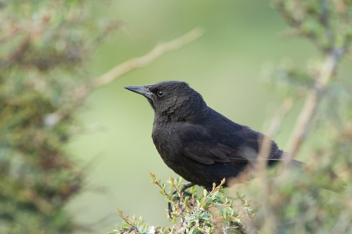 Austral Blackbird - ML573281341