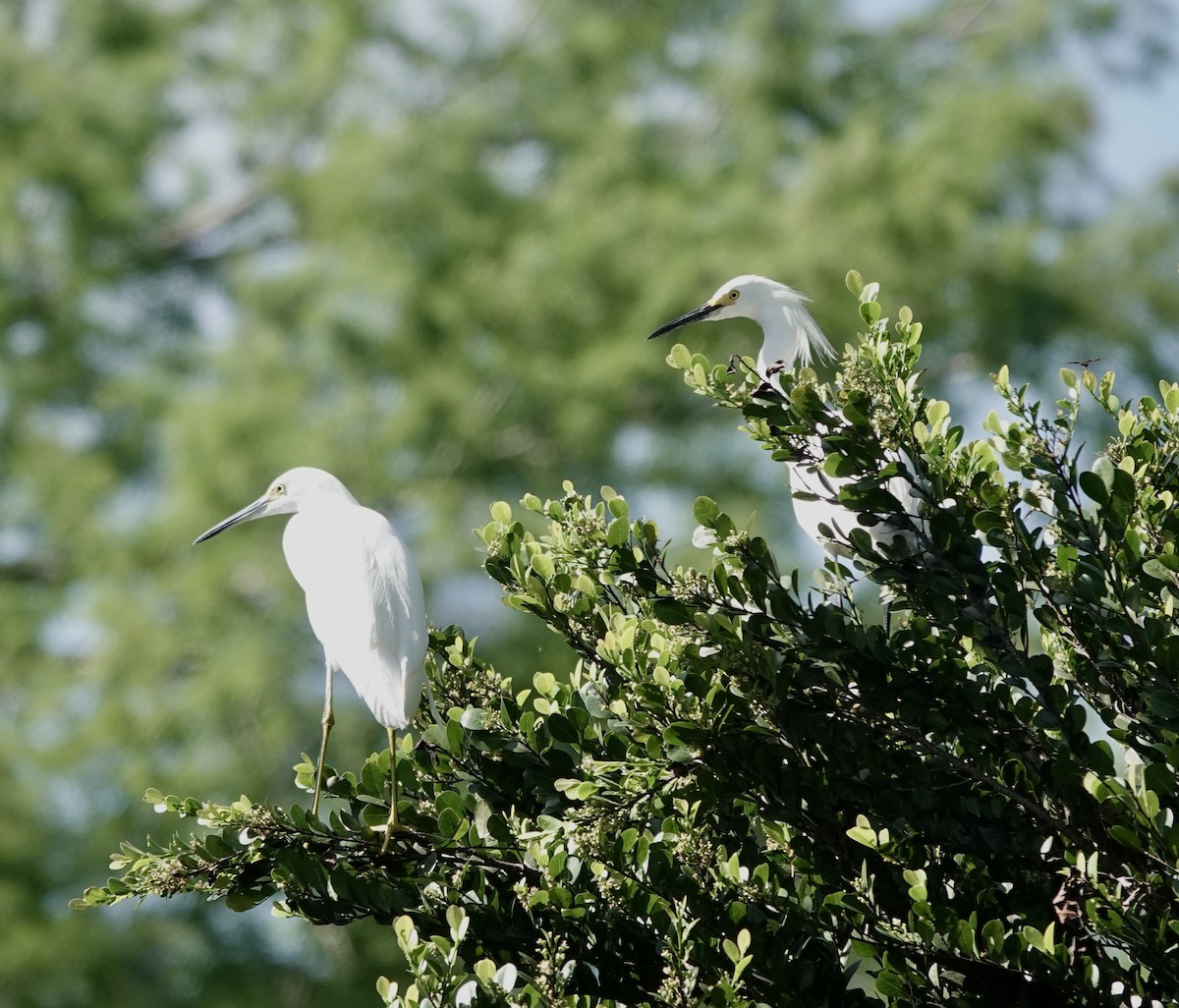 Snowy Egret - ML573281791