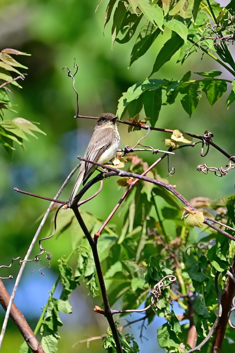 Eastern Phoebe - ML573281851