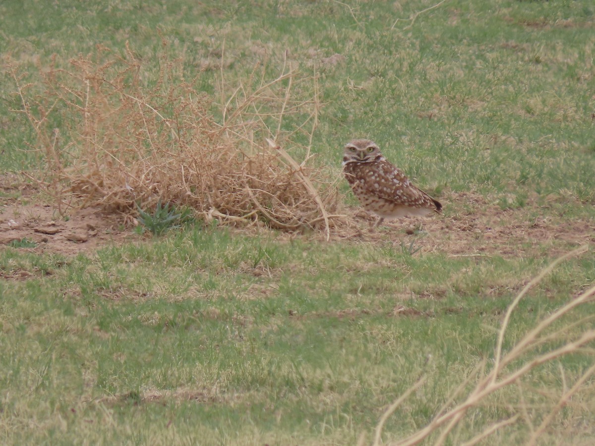 Burrowing Owl - ML573281971