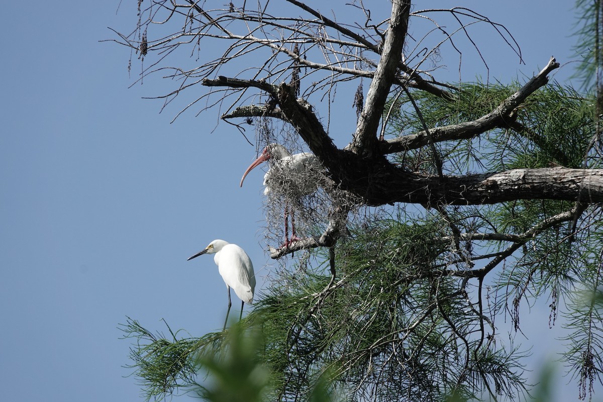 White Ibis - ML573282011