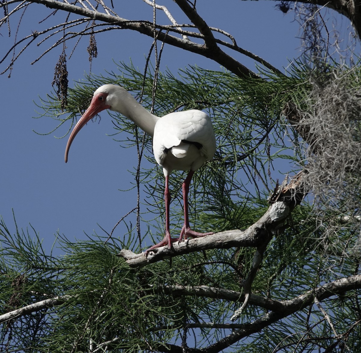 White Ibis - ML573282041