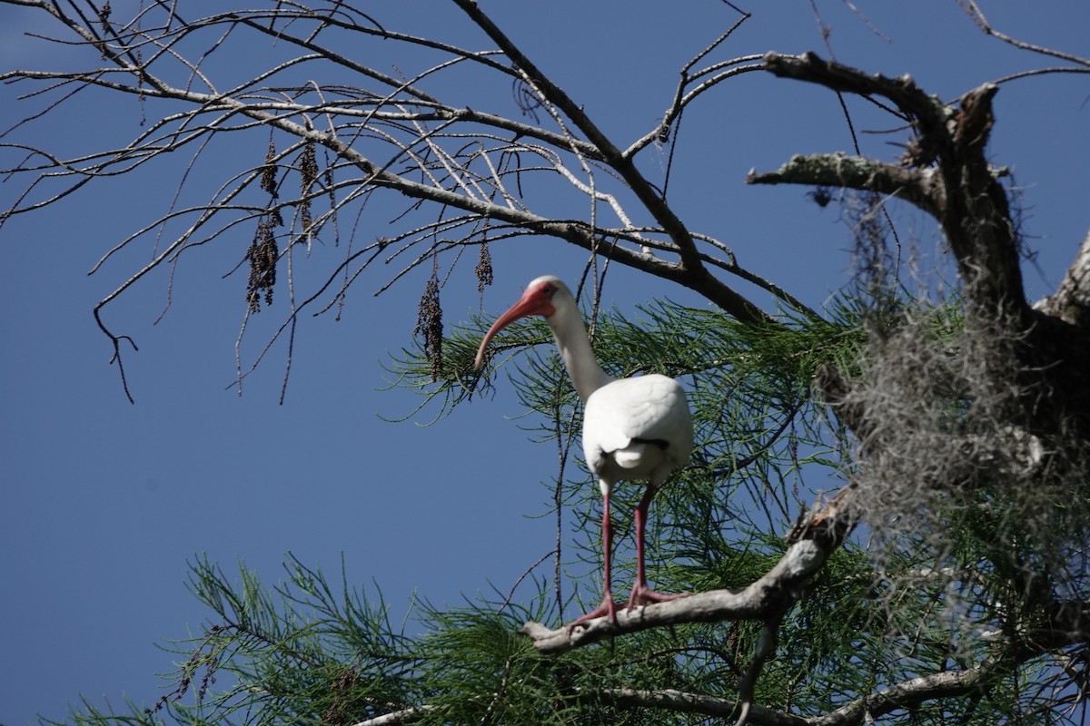 White Ibis - ML573282111