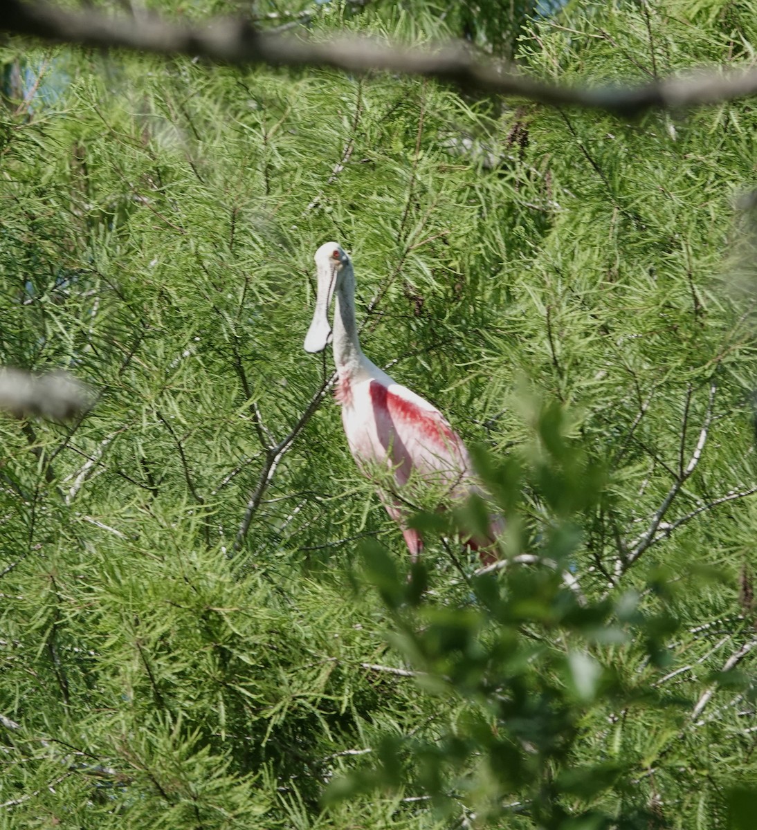 Roseate Spoonbill - ML573282881