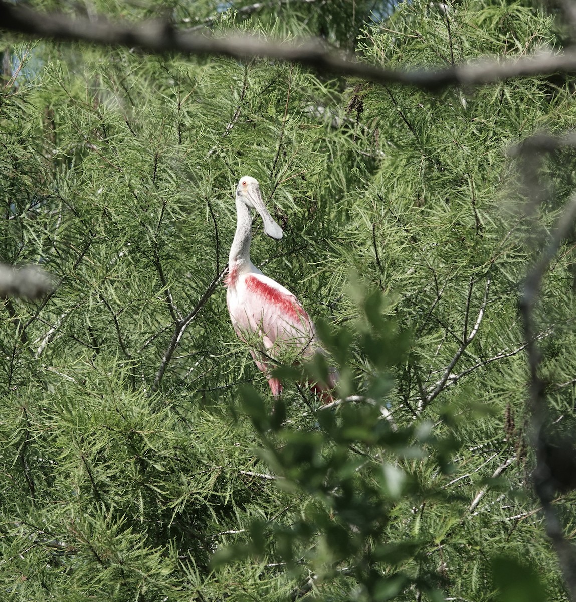 Roseate Spoonbill - ML573282921