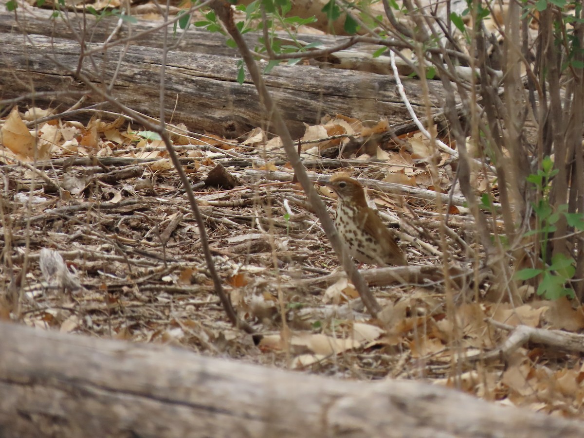 Wood Thrush - ML573282981