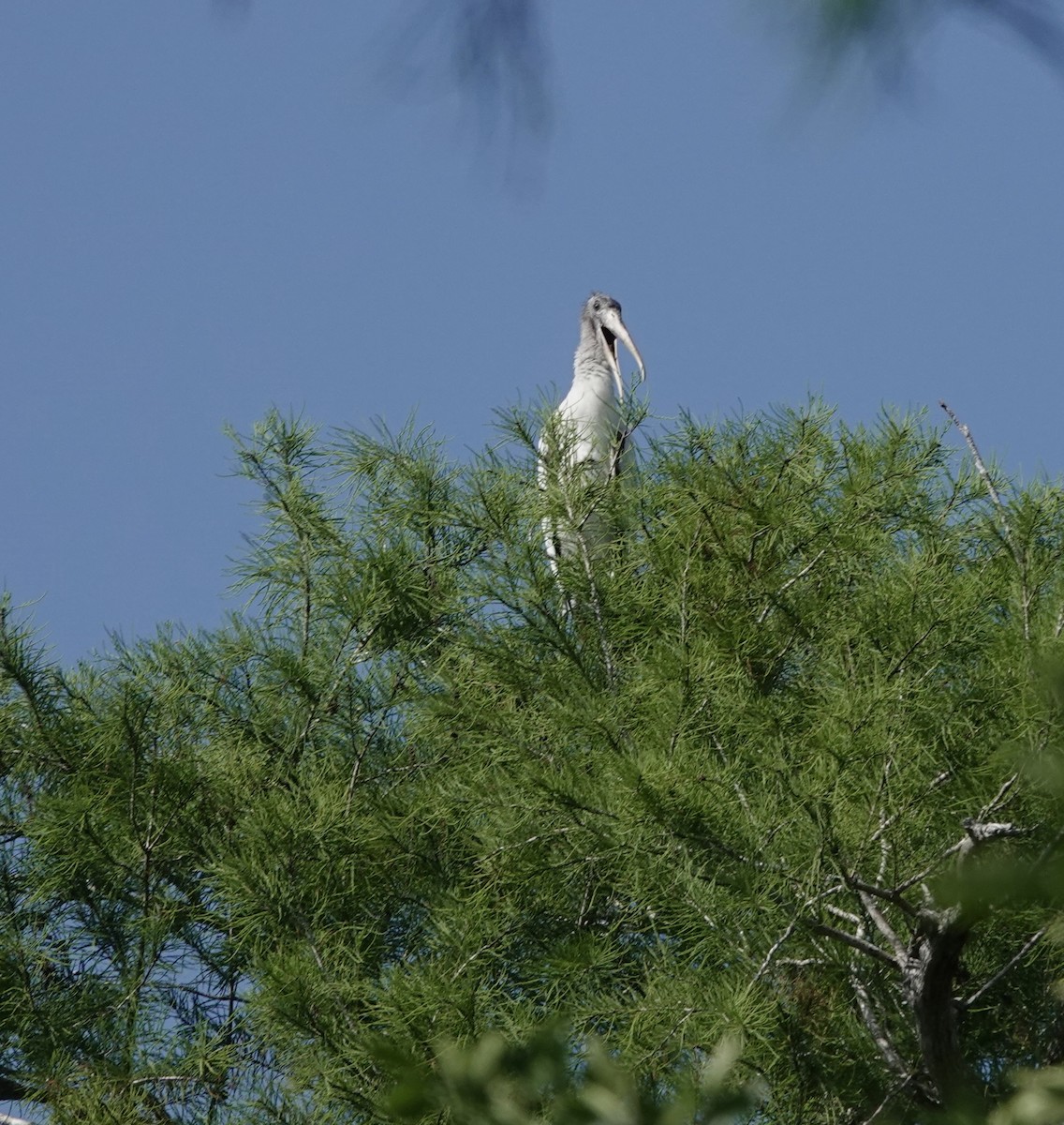 Wood Stork - ML573283451