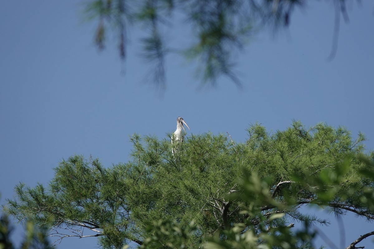 Wood Stork - ML573283471