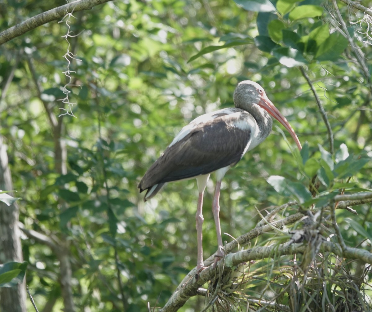 White Ibis - ML573283721