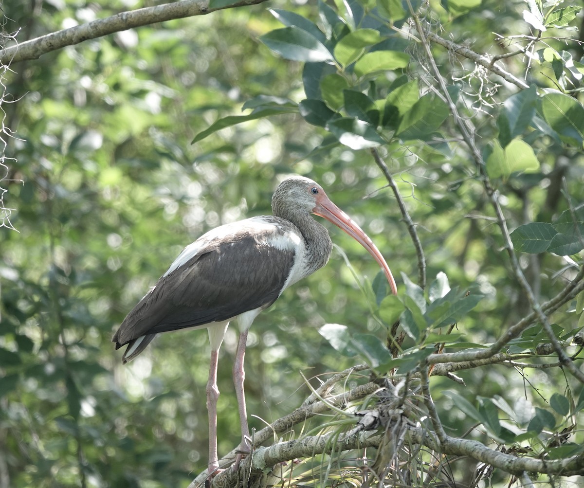 White Ibis - ML573283751