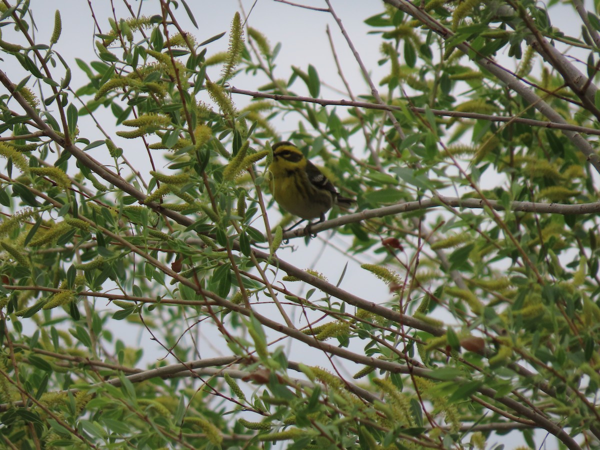 Townsend's Warbler - Renee Casias