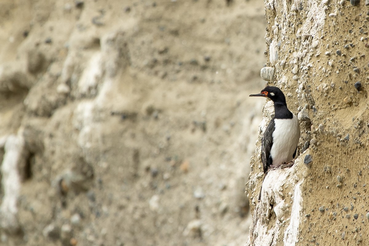 Cormorán Magallánico - ML573283801