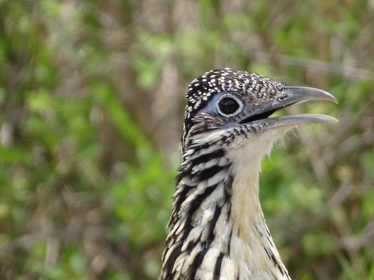 Lesser Roadrunner - Bany Alvarenga