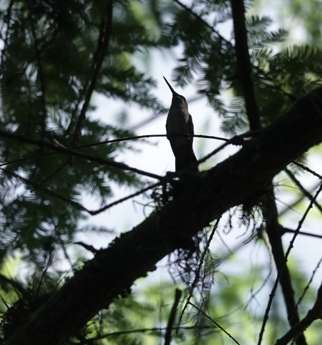 Ruby-throated Hummingbird - ML573284031