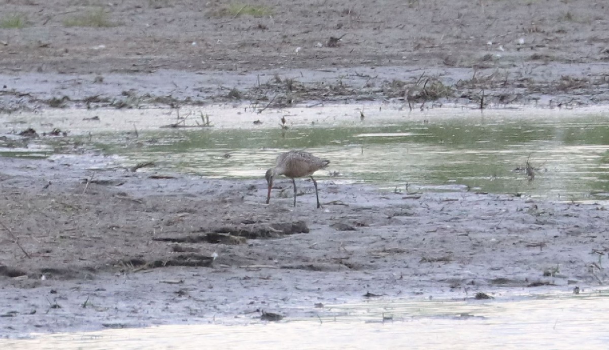 Marbled Godwit - ML573284311