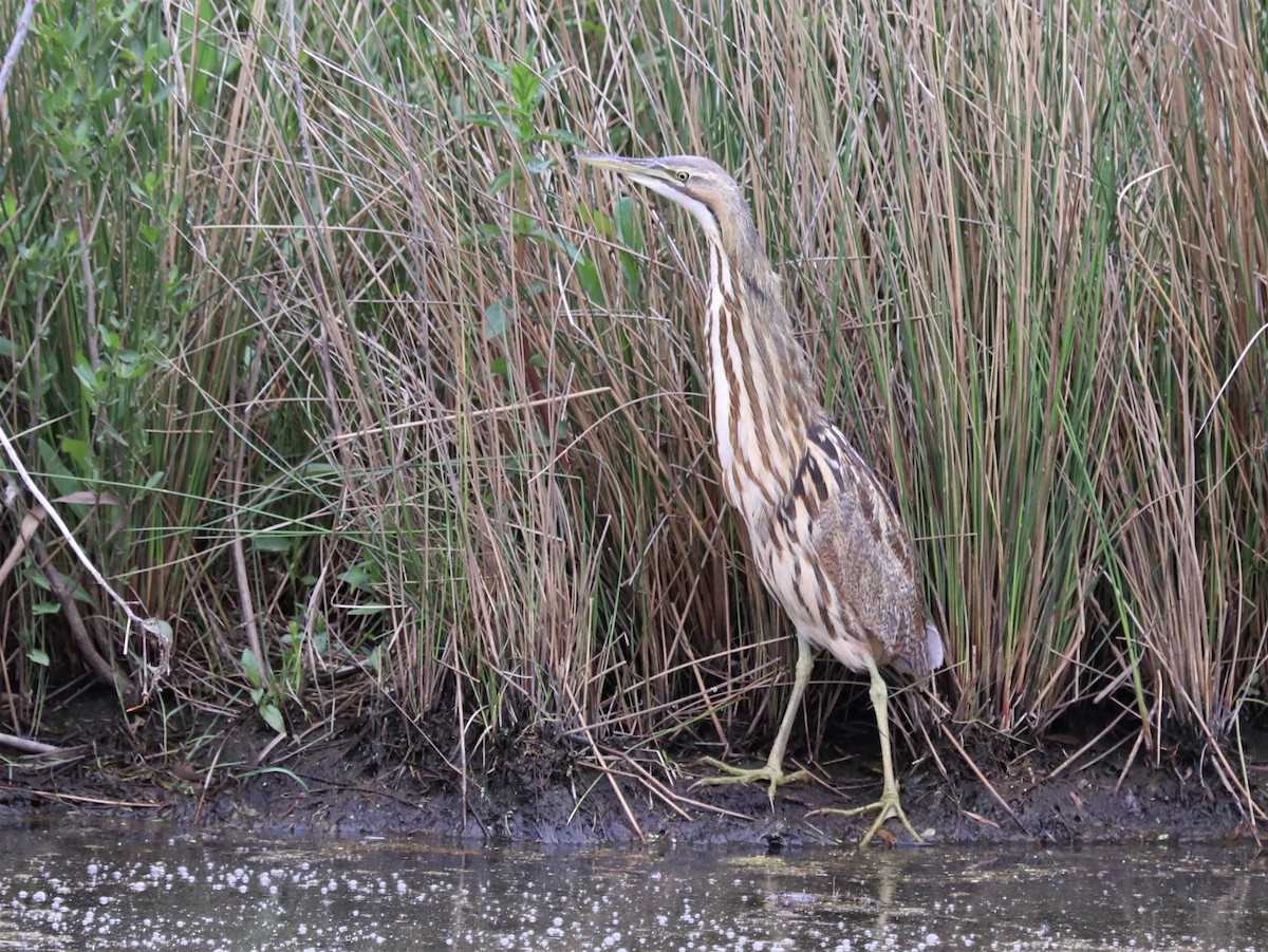 American Bittern - ML573284941