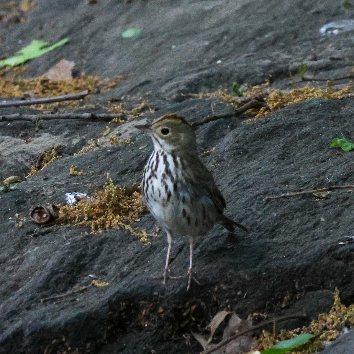 Ovenbird - ML573285341